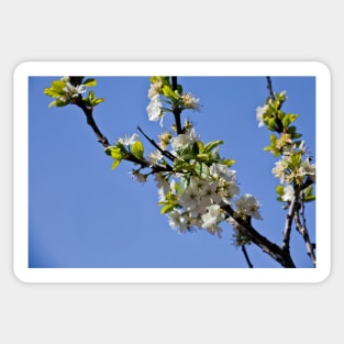 Plum Blossom in Springtime Sticker